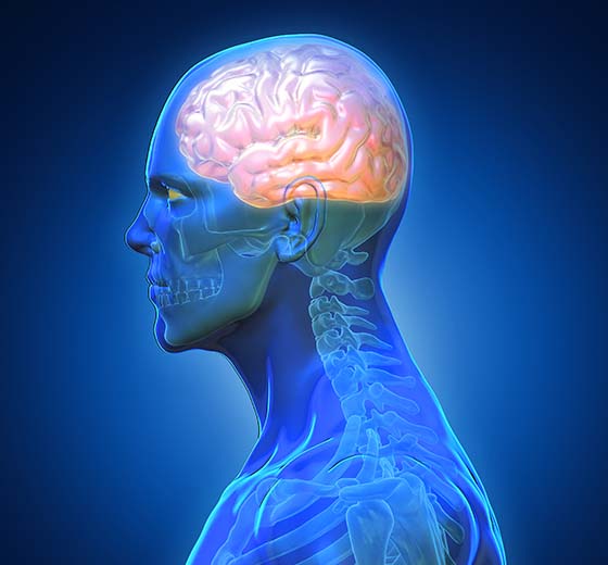 Brain, Spine & Nervous System